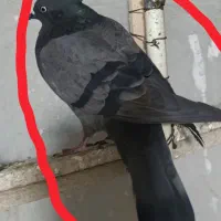 5عددکفترناجلدگم کردم مژدگانی و پولش روپرداخت میکنم