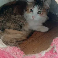 واگذاری گربه