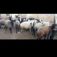 یک عددمیش چاق دوقولوزا