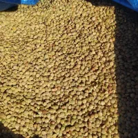عدس متوسط خوش پخت