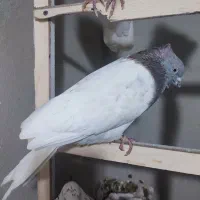 کبوتر|پرنده|ایلام, |دیوار