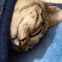 گربه ۴ ماهه DSH