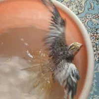 عروس هلندی نر.تاز دان خور شده