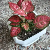 آگلونمای قرمز