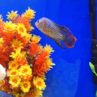 فروش ماهی گرین تیلور