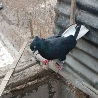 هفرنگ قارا دم سفید|حیوانات|قزوین, |دیوار