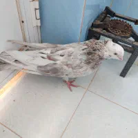 سلام چند جفت کفتر بفروش میرسد|پرنده|میاندوآب, |دیوار