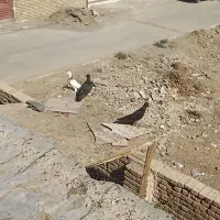 کبوتر طوقی|پرنده|هرند, |دیوار