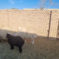 ۳بره ماده و۲ بره نر|حیوانات مزرعه|آیسک, |دیوار