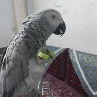 فروش کاسکو نابغه