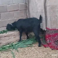 بز چهار ماه آوستن و کولار و یک عدد خروس لاری|حیوانات مزرعه|طبس, |دیوار