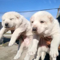 توله آلابای|سگ|گنبد کاووس, |دیوار