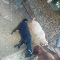 بز با کهره و میش