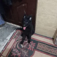 توله ژرمن بلک ماده