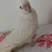 جوجه عروس هلندی|پرنده|گرمسار, |دیوار