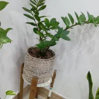 گلهای طبیعی زیبا