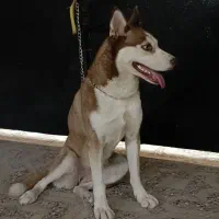 سگ روتوایلر و هاسکی|سگ|بندر کنگان, |دیوار