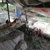 تخم مرغ گلین خط خونی قوی