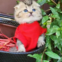 بچه گربه های اسکاتیش بریتیش پرشین iran cats|گربه|قم, آزادگان|دیوار