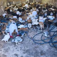 جوجه محلی یک ماهه