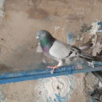 نر اصفهانی پر