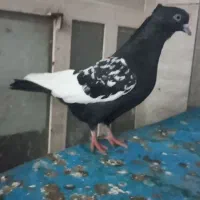 سینه سینه نر