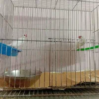 فنچ نرگسی..|پرنده|گلبهار, شهر جدید گلبهار|دیوار