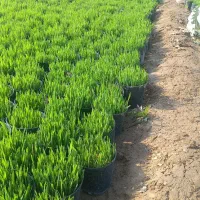 سبزه شب عید|گل و گیاه طبیعی|پاکدشت, پاکدشت (مامازند)|دیوار