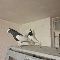 ماده دم الماسی|پرنده|شیراز, شهرک پردیس|دیوار