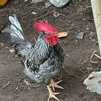 خروس و مرغ کرچ عالی گلین و مینیاتوری .