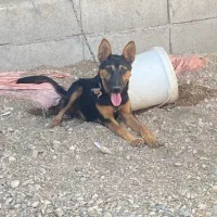 سگ ژرمن نگهبان