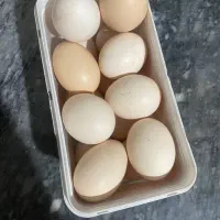 تخم مرغ محلی