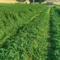 یونجه ساق ریز گوسفندی