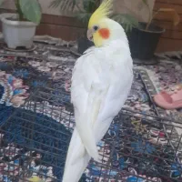 عروس پاریس گم شده