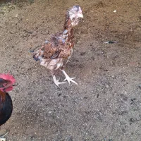 مرغ لاری|حیوانات مزرعه|رامیان, |دیوار