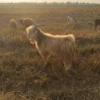 کوه و تیشتر نر