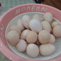 تخم بوقلمون نطفه دار و تازه و به روز