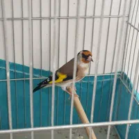 سره جوجه قفس نر