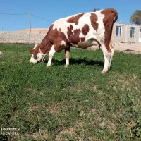 گاو سیمینتال