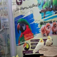 عروسی هلندی بالغ|پرنده|شاهین دژ, |دیوار