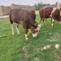 گاو چرون هستم