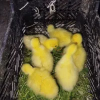 جوجه  قوغاز