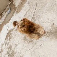 واگذاری سگ|سگ|شیروان (خراسان), |دیوار