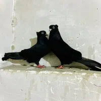 کفتر زاغ|پرنده|ساری, |دیوار