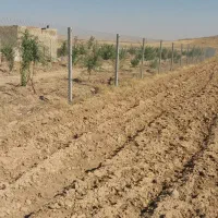 ۲۰۰۰ متر زمین برای کاشتن نهال وباغ
