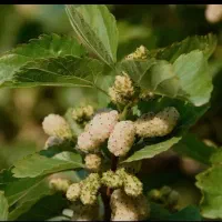 نهال توت هرات|خدمات باغبانی و درختکاری|تاکستان, |دیوار