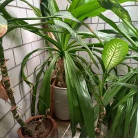 گل و گلدان بزرگ|گل و گیاه طبیعی|هشتگرد, شهرک ولیعصر (مصلی)|دیوار