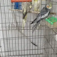 فروش  پرنده