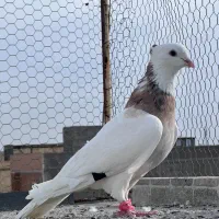 کفتر رنگه آس صید بوم بلند