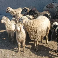 میش بره دار جوان